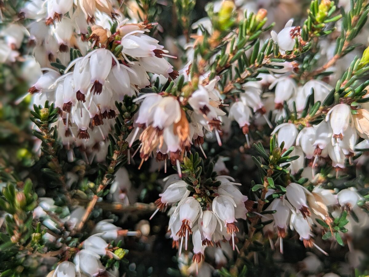 Mediterranean White Scotch Heather