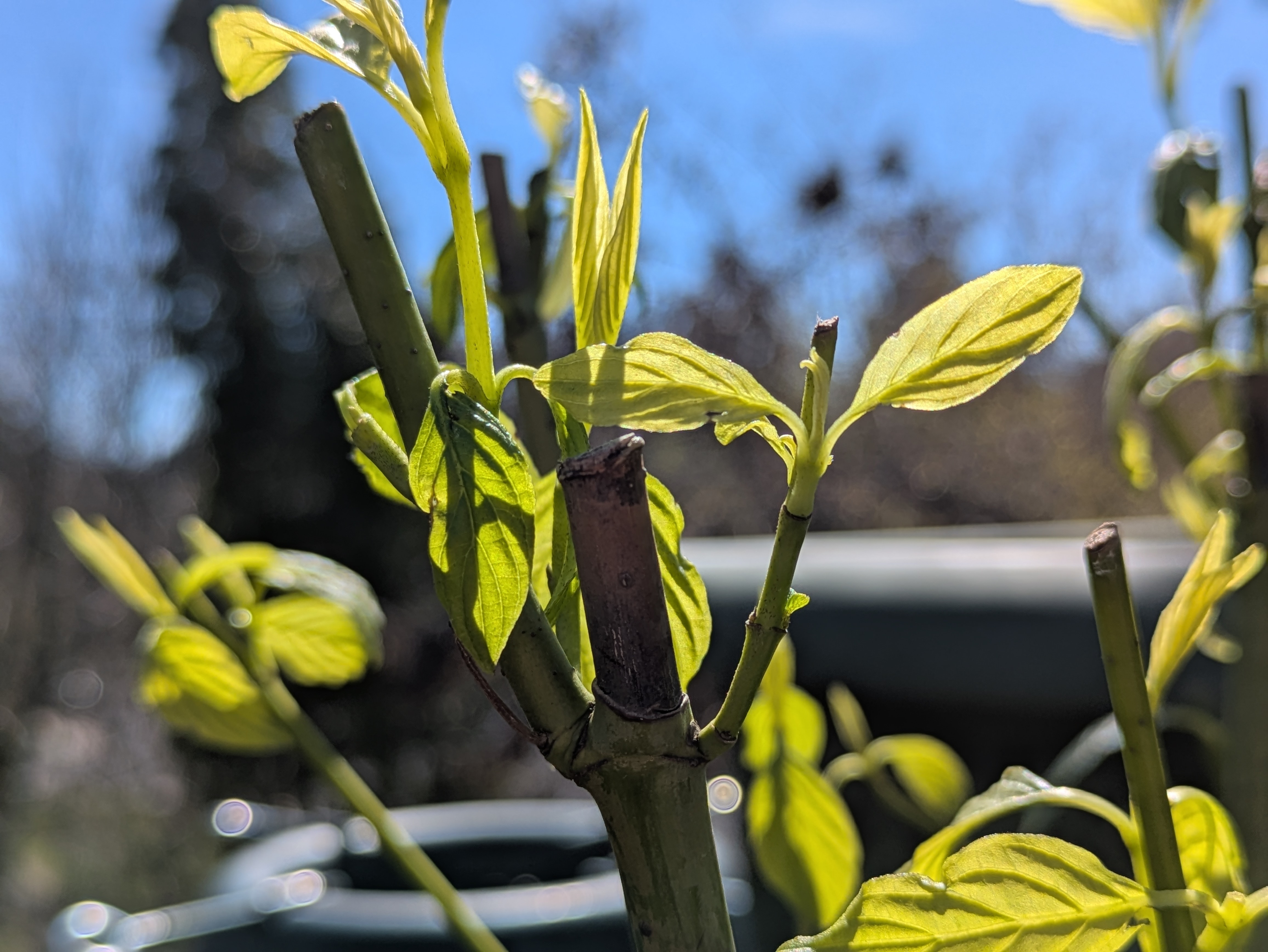 Yellow Twig Dogwood