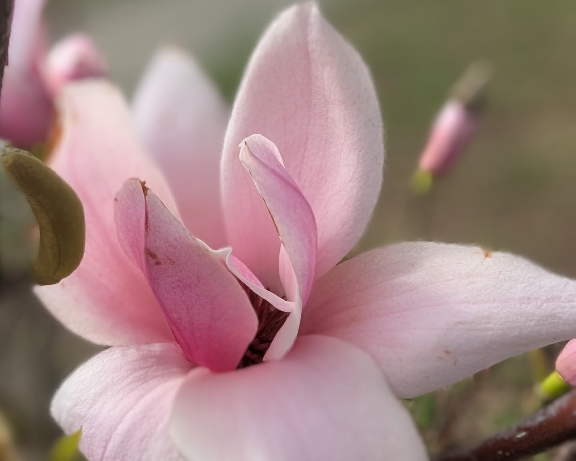 Galaxy Magnolia