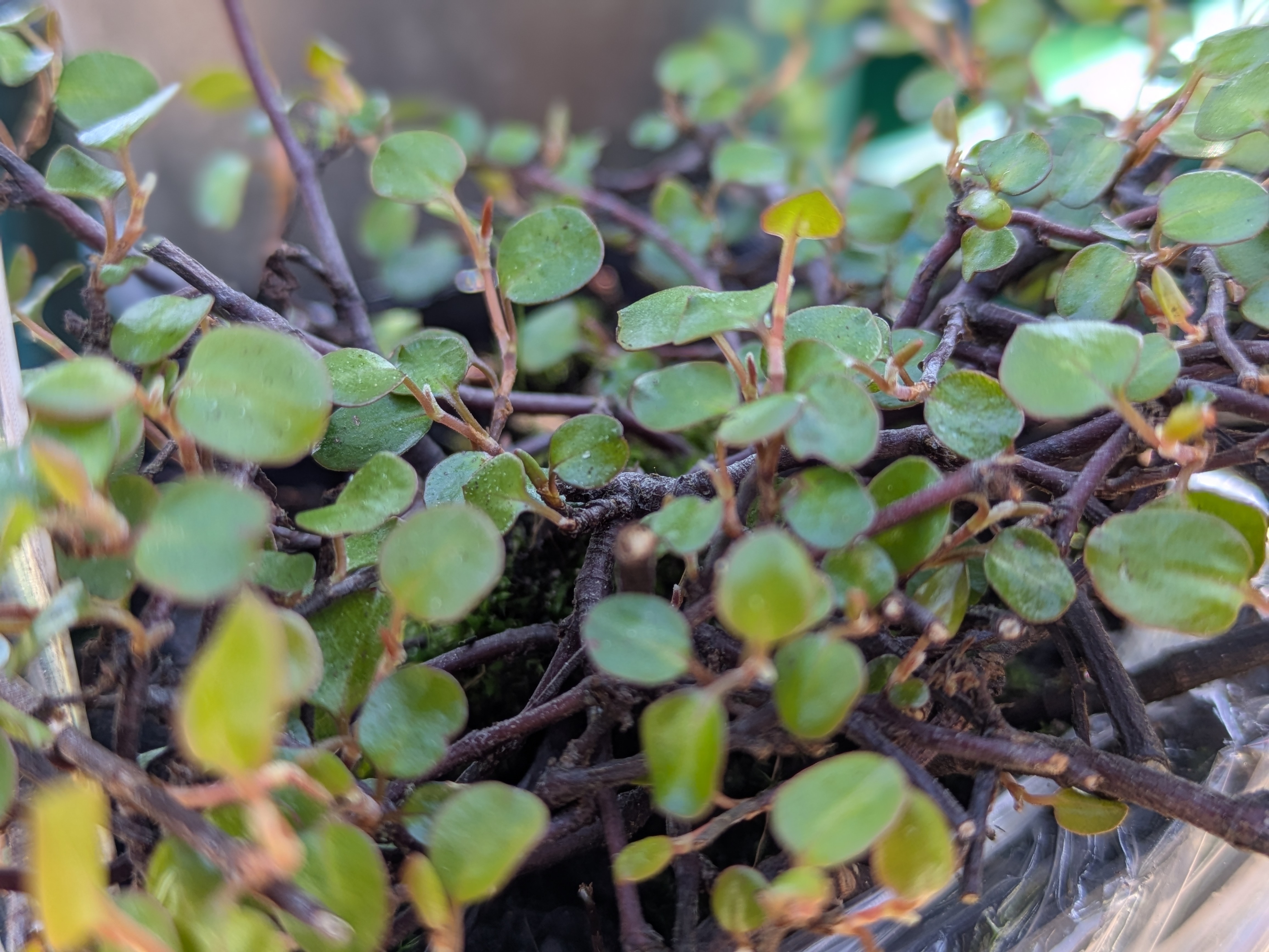 Angel Vine / Wire Vine
