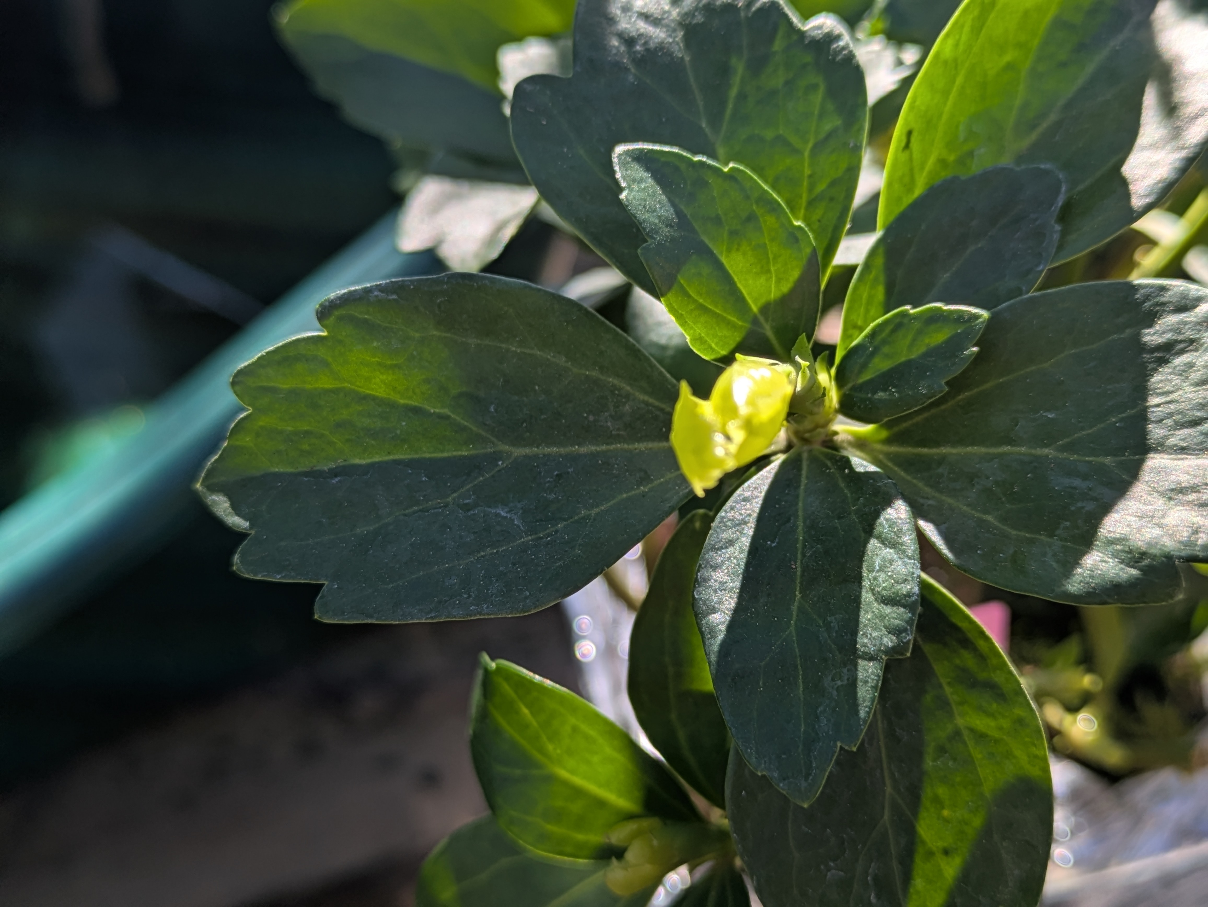 Japanese Spurge