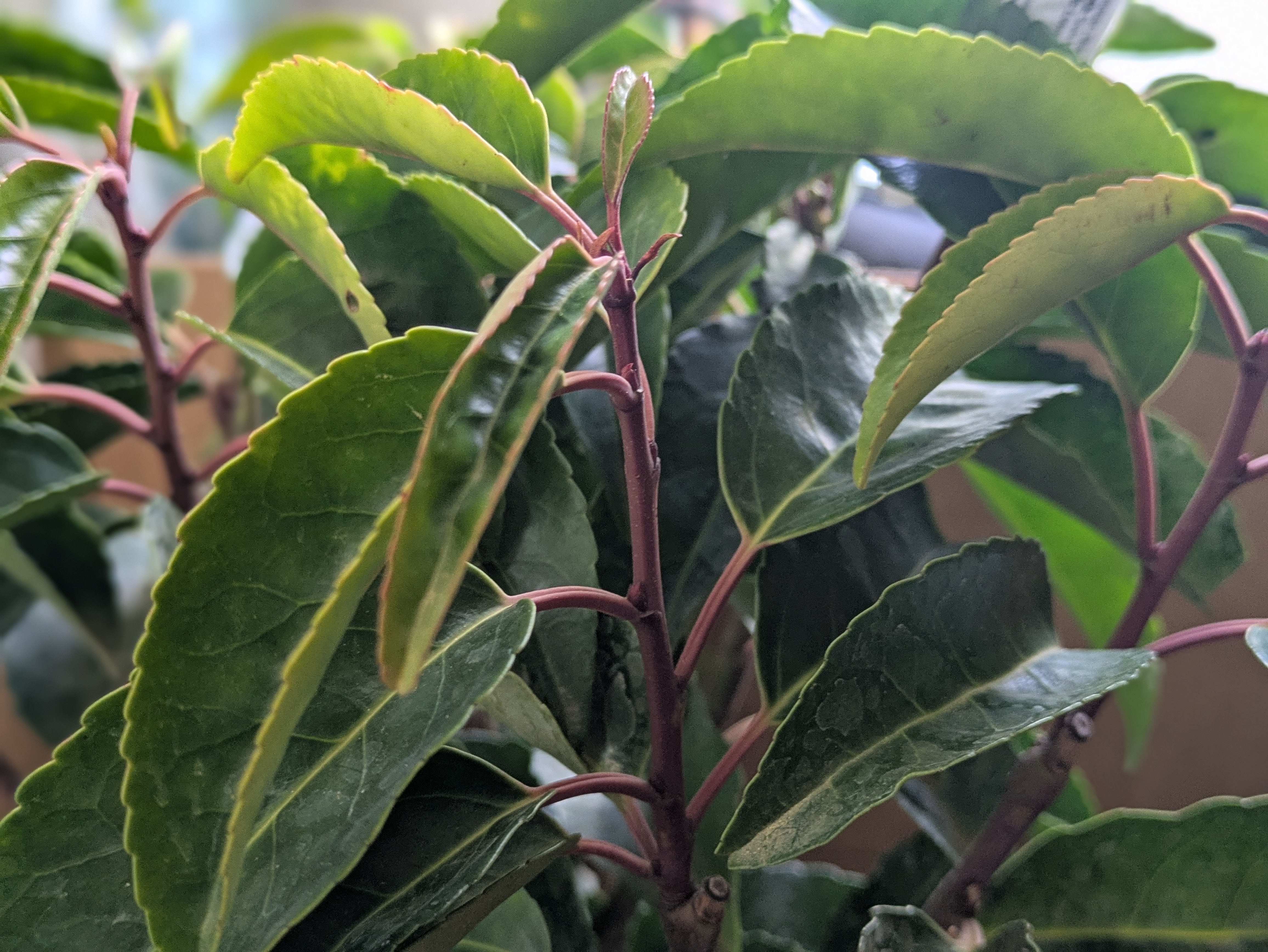 Portuguese Laurel