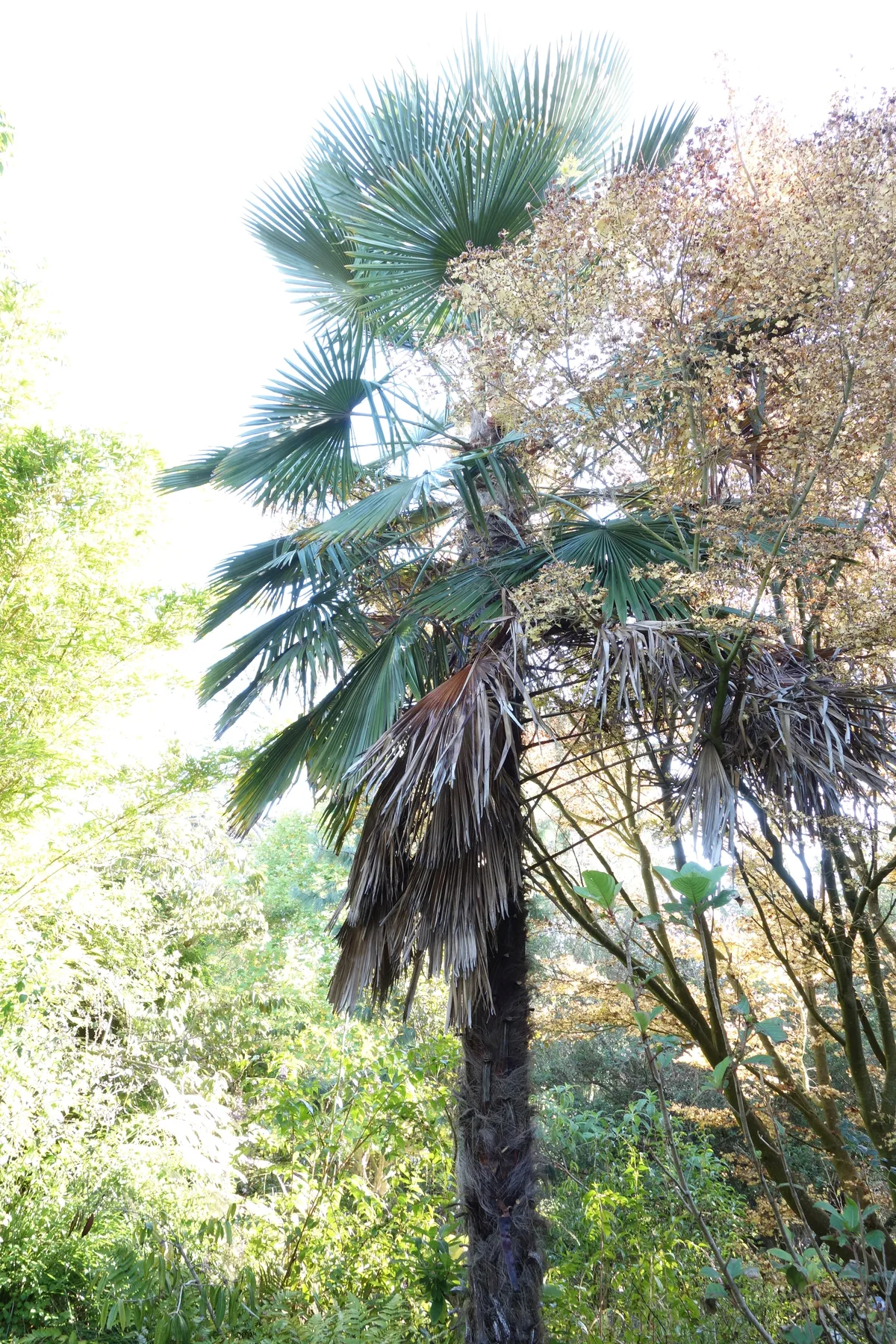 Takil Trachycarpus takil — Kumaon Palm — specimen.garden